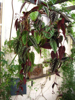 グフフ_c0102228_20113341.jpg