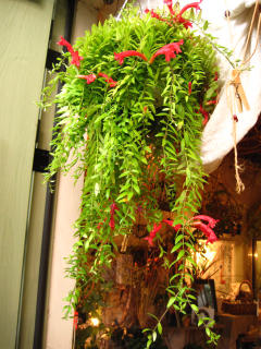 グフフ_c0102228_20121677.jpg
