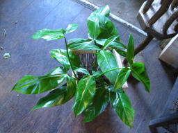 グフフ_c0102228_20123862.jpg