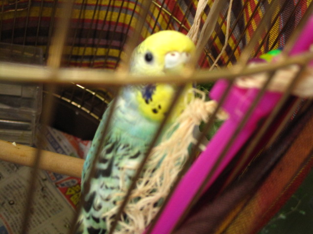 グフフ_c0102228_2014152.jpg