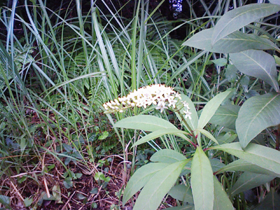 a0129233_16563321.jpg