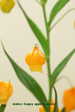 なまえをしらない夏らしい花 サンダーソニアでした キラキラしあわせ写真館