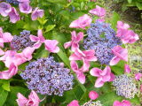 e0110047_8383117.jpg