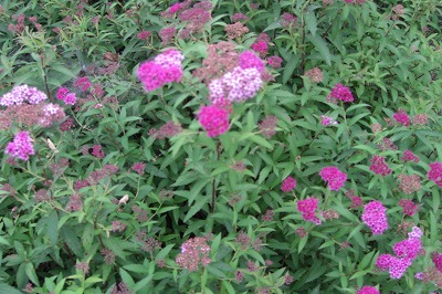 八色の森公園のアジサイの花_a0084753_17151348.jpg