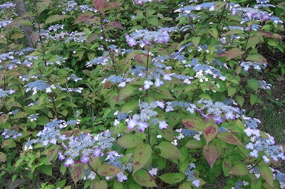 八色の森公園のアジサイの花_a0084753_17153335.jpg