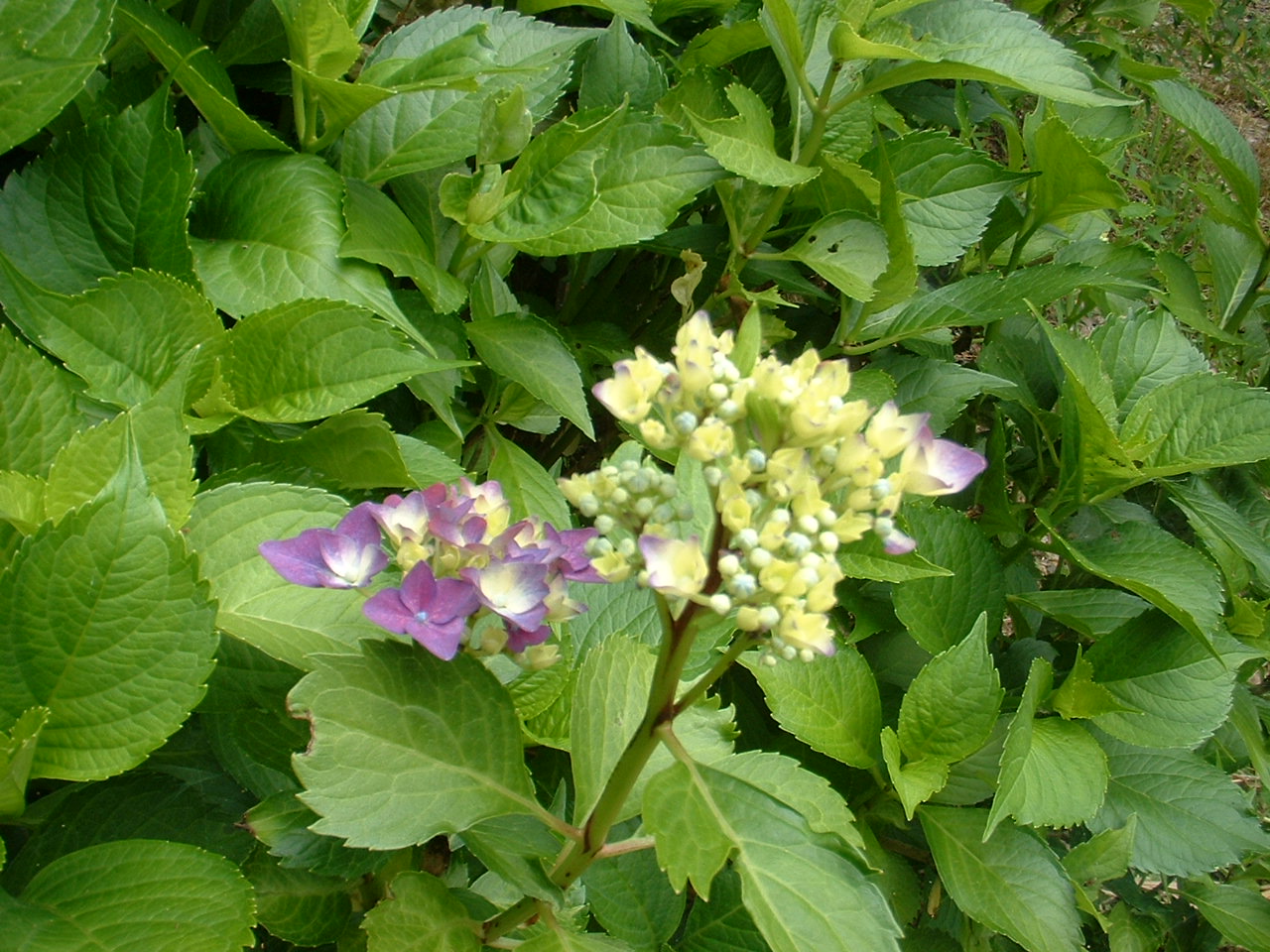 e0176053_12261891.jpg