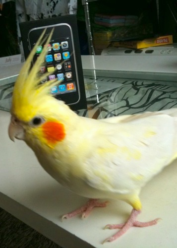 うれしいな_c0032056_1238066.jpg