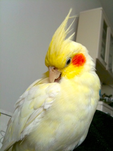 うれしいな_c0032056_1249024.jpg