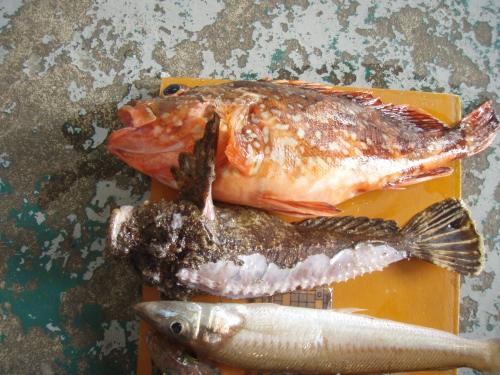 トシコⅢの釣果_a0077071_16285370.jpg