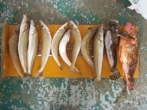 トシコⅢの釣果_a0077071_1630319.jpg