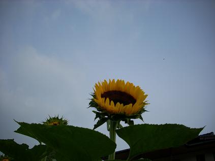 c0153173_10502473.jpg