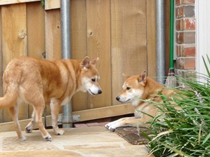 美智子様と愛子様　その後_d0145173_84144.jpg