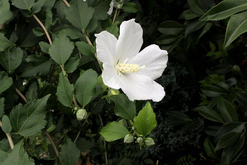 ムクゲの白い花_a0107574_836863.jpg