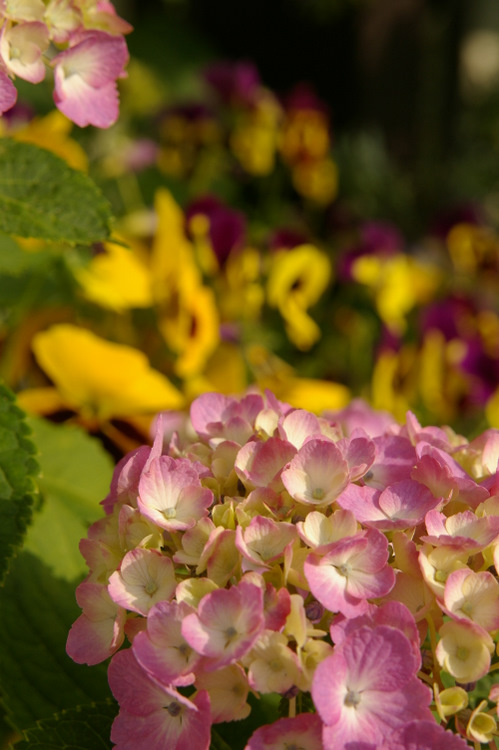 -hydrangea- (紫陽花)_f0058275_129482.jpg