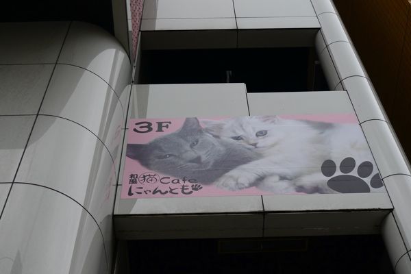 和風 猫cafe にゃんとも 八王子 新装開店 猫山細道の猫カフェ写真館
