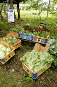 お野菜天国。_d0028589_2281273.jpg