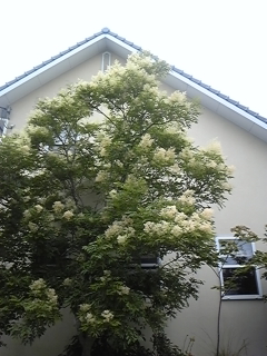 f0017897_1793327.jpg
