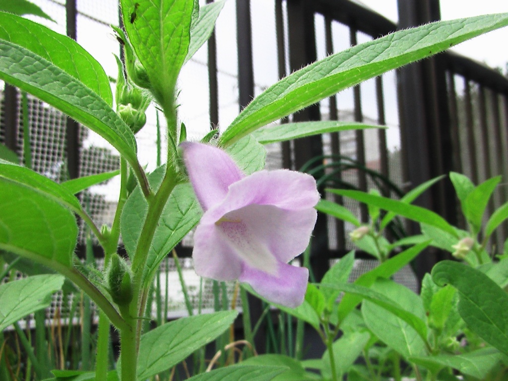 ゴマの花他 喜怒哀楽