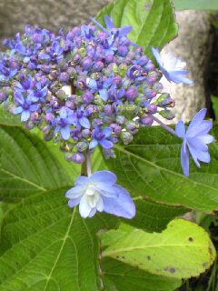 鎌倉 光則寺の紫陽花_e0111702_1445289.jpg