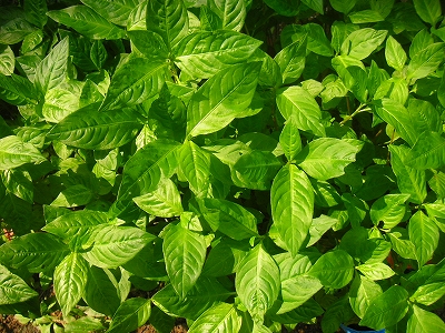 f0146802_8135917.jpg