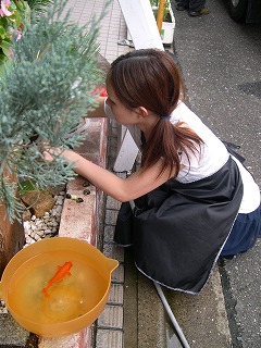 夏の金魚_a0123703_1733589.jpg