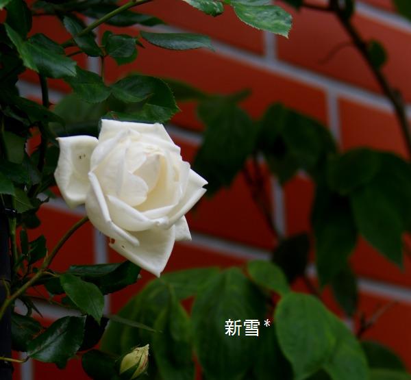 薔薇が終わると・・・_f0170524_15114157.jpg