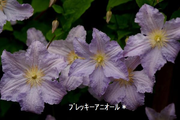 薔薇が終わると・・・_f0170524_15162632.jpg