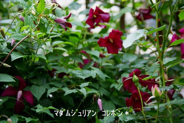 薔薇が終わると・・・_f0170524_15171382.jpg