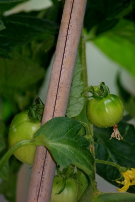 f0170524_1584885.jpg