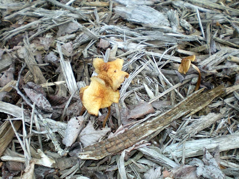 e0037129_0443688.jpg