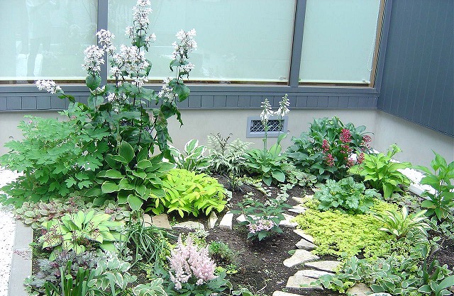 白花　ホタルブクロ　抜き苗　宿根草　シェードガーデン　ロックガーデン 初夏のシェードガーデン : みどりに囲まれる幸せ 白花 ホタルブクロ