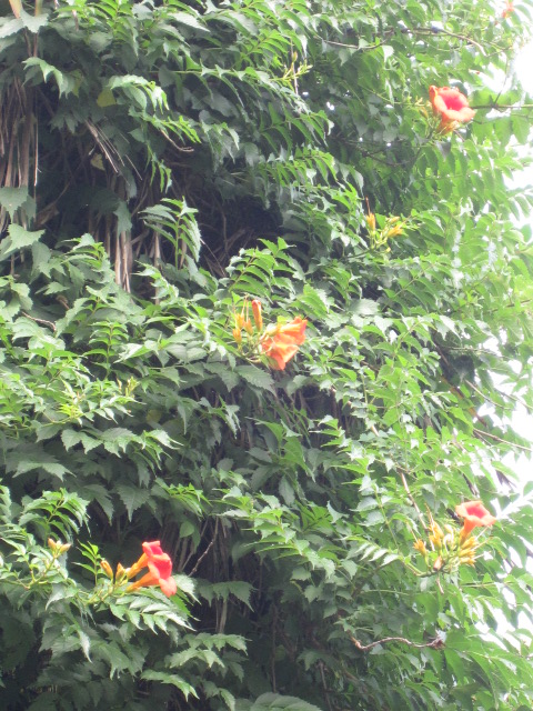b0088037_1016186.jpg