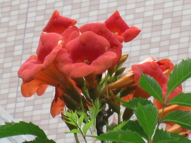 夏を感じる　お花たち_b0088037_10164033.jpg