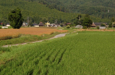 鹿島川の河原へ、帰りに麦畑_c0002943_0274916.jpg