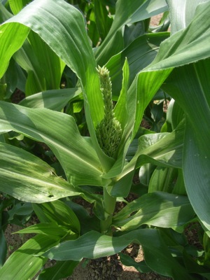 c0063348_11422566.jpg