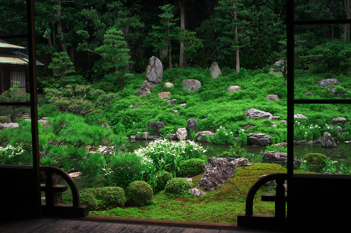半夏生咲く庭 その1(建仁寺・両足院)_f0155048_16513956.jpg