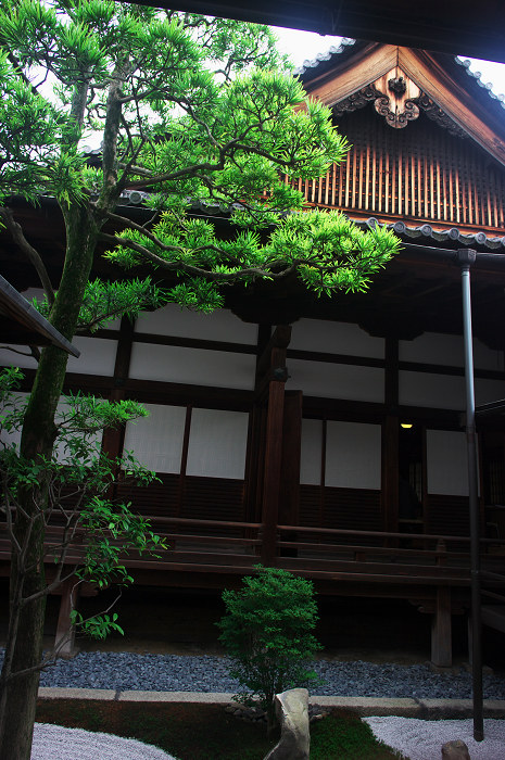 半夏生咲く庭 その1(建仁寺・両足院)_f0155048_1654213.jpg