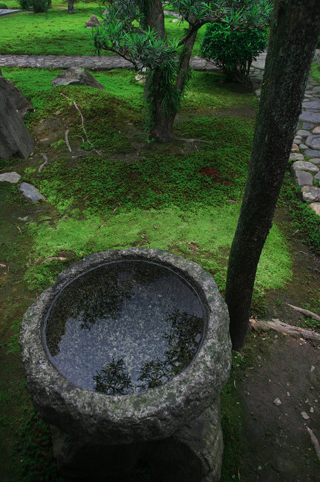 半夏生咲く庭 その1(建仁寺・両足院)_f0155048_16564188.jpg