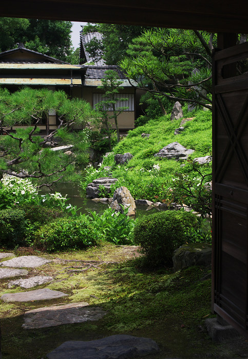 半夏生咲く庭 その1(建仁寺・両足院)_f0155048_1658320.jpg