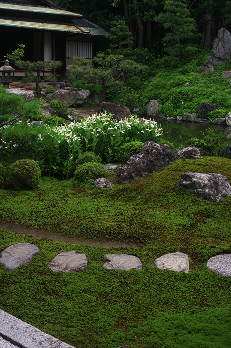 半夏生咲く庭 その1(建仁寺・両足院)_f0155048_1659093.jpg