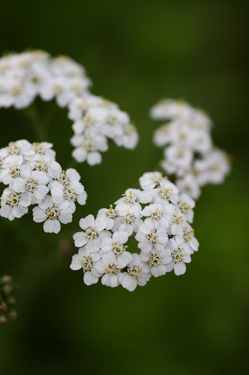 サンクゼール・ワイナリーから花写真などを_c0198351_72811.jpg