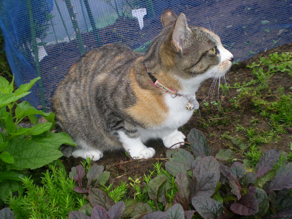 2009年7月4日(土)絆組はブルーベリーヒルにGO~!_f0060461_11314186.jpg