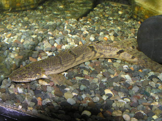 ビキビキビキビキ リミックス名東店熱帯魚