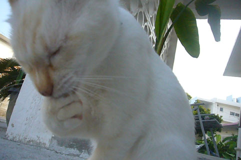 simon\'s diary._c0153966_20322987.jpg