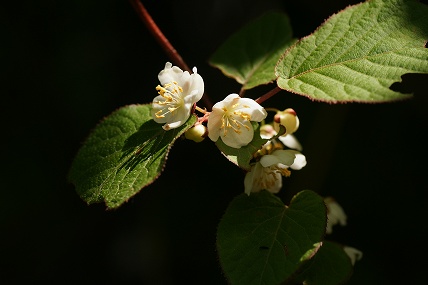 e0054067_19233390.jpg