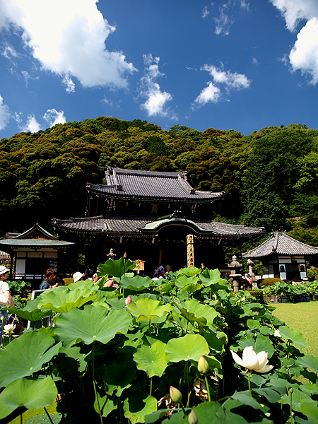 奈良：秋篠寺　そして宇治：三室戸寺_f0052269_1131169.jpg