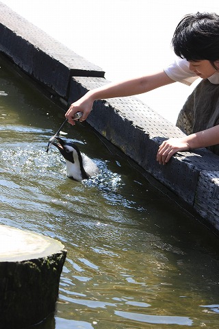 神戸花鳥園　３　ペンギン_f0014971_2114336.jpg