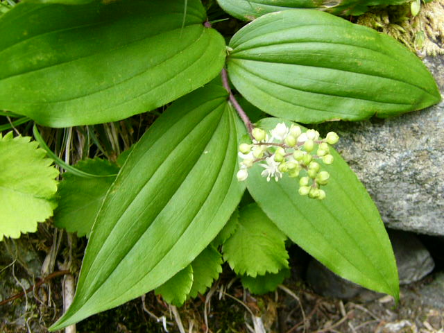 上高地の花　その１_e0145782_21433773.jpg