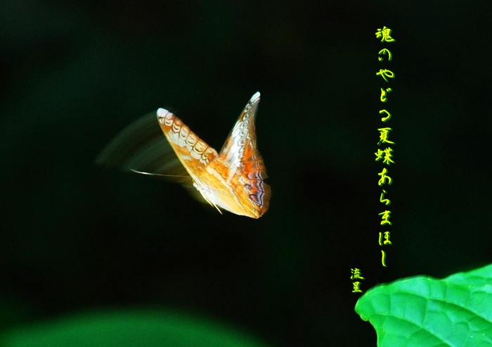 夏 の 蝶 俳句