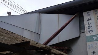 こんな顔をしています_a0126701_20404366.jpg